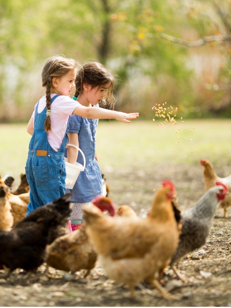 Poultry Feeding